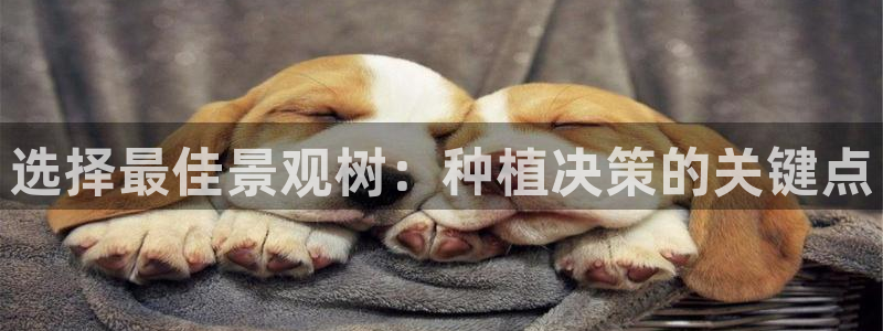 新宝gg cqdellar