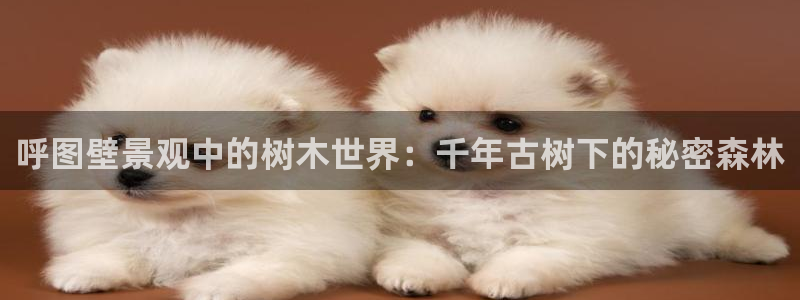 新宝gg cqdellar