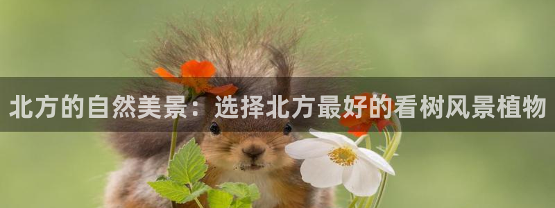新宝GG网页