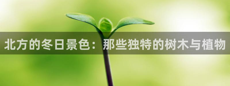 新宝gg官方下载