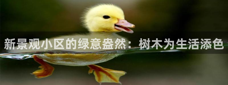 新宝gg 主管