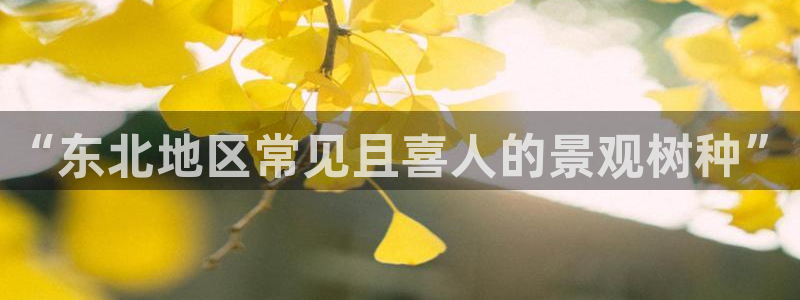 新宝gg开奖：“东北地区常见且喜人的景观树种”