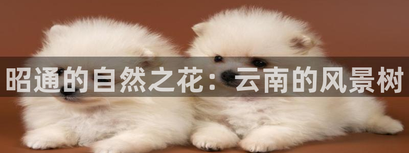 新宝GG最高返点多少