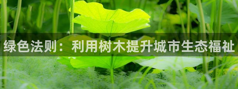 新宝新宝gg开户流程