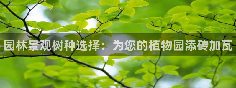 新宝gg建立团队