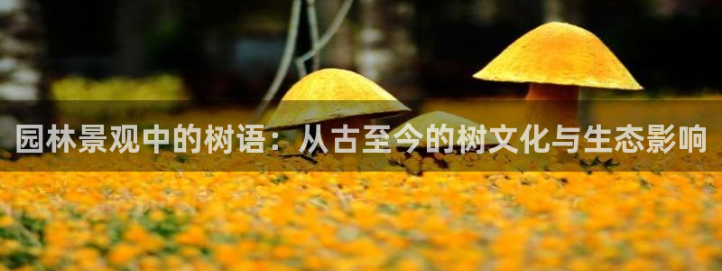 新宝gg娱乐盟主