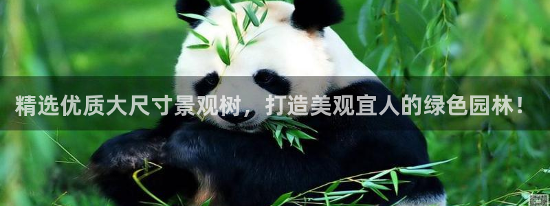 新宝gg团队：精选优质大尺寸景观树，打造美观宜人的绿色园林！