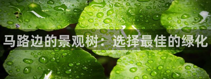 新宝gg测速登录:马路边的景观树:选择最佳的绿化