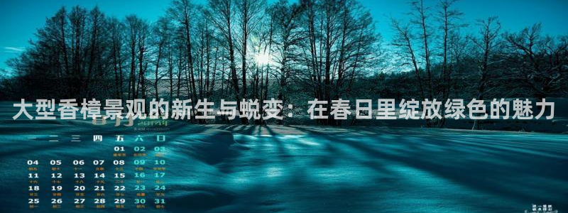 新宝gg作弊:大型香樟景观的新生与蜕变:在春日里绽放绿色的魅力