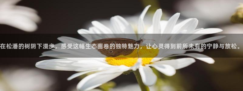 新宝gg开号